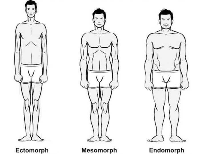Grafické zobrazení rozdílů mezi jednotlivými typy postav – ektomorf, mezomorf a endomorf.